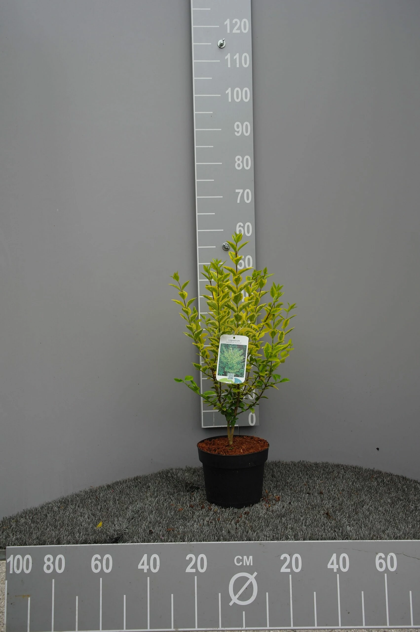 Ligustrum Ovalifolium Aureum 3 Ligustrum Ovalifolium Aureum