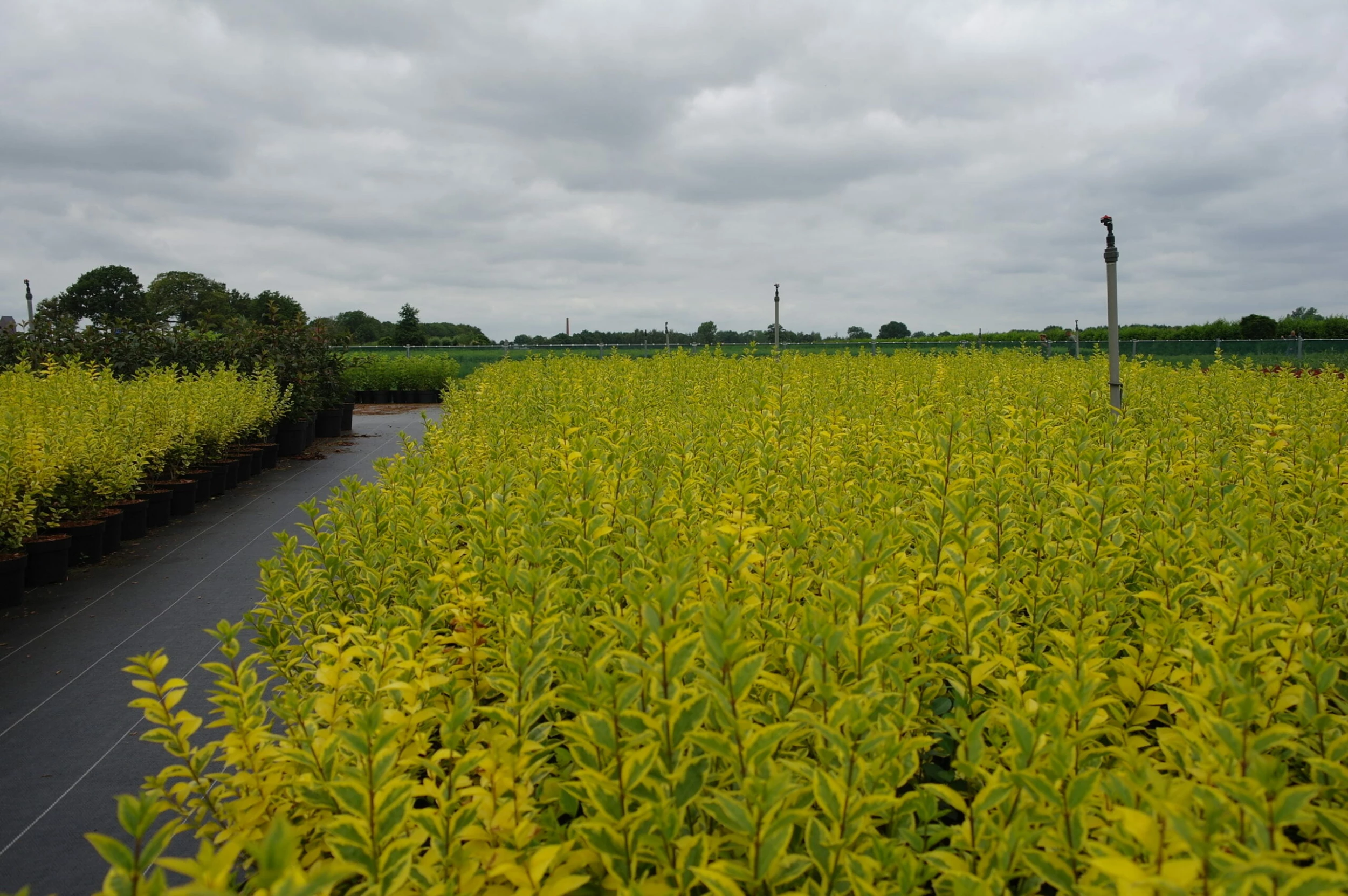 Ligustrum Ovalifolium Aureum 4 Ligustrum Ovalifolium Aureum - Afbeelding 2