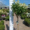 Hydrangea Paniculata Limelight ® Op Stam -Huisdecoratie Winkel limelight stam rotated 1