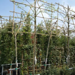 Liquidambar Styraciflua Leiboom