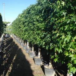 Liquidambar Styraciflua Leirek -Huisdecoratie Winkel liquidambar leirek 249.00 1 scaled 1