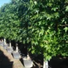 Liquidambar Styraciflua Leirek -Huisdecoratie Winkel liquidambar leirek 249.00 2 scaled 1