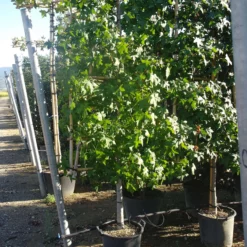 Liquidambar Styraciflua Leirek -Huisdecoratie Winkel liquidambar leirek 249.00 3 scaled 1