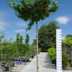 Liquidambar Styraciflua