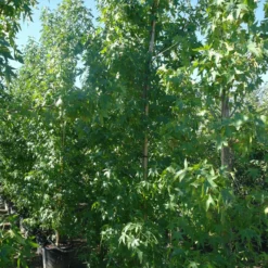 Liquidambar Styraciflua Worplesdon -Huisdecoratie Winkel liquidambar styraciflua worplesdon 300 350 cm 149.00 1 scaled 1