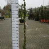 Lonicera Henryi ‘Copper Beauty’ -Huisdecoratie Winkel lonicera henry copper beauty 190 cm scaled 2