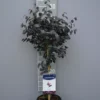 Loropetalum Chinense ‘Black Pearl’ Op Stam -Huisdecoratie Winkel loropetalum black pearl op stam scaled 1