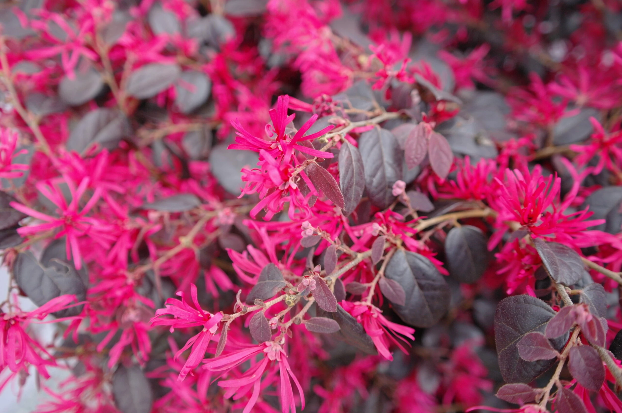 Loropetalum Chinense Fire Dance 4 Loropetalum Chinense Fire Dance - Afbeelding 2