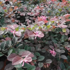 Loropetalum Chinense ‘Black Pearl’ Op Stam -Huisdecoratie Winkel loropetalum fire dance 10 liter 2799 2 scaled 1