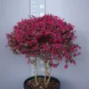 Loropetalum Chinense Fire Dance 1 Loropetalum Chinense Fire Dance -Huisdecoratie Winkel loropetalum multi scaled 1