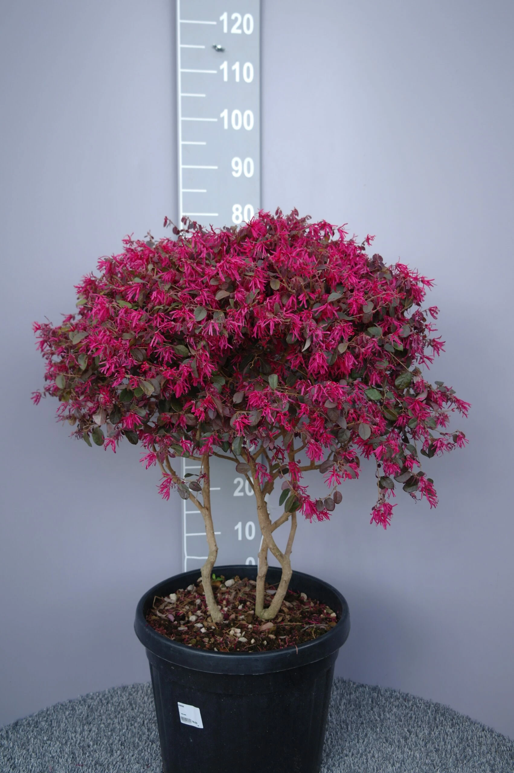 Loropetalum Chinense Fire Dance 3 Loropetalum Chinense Fire Dance