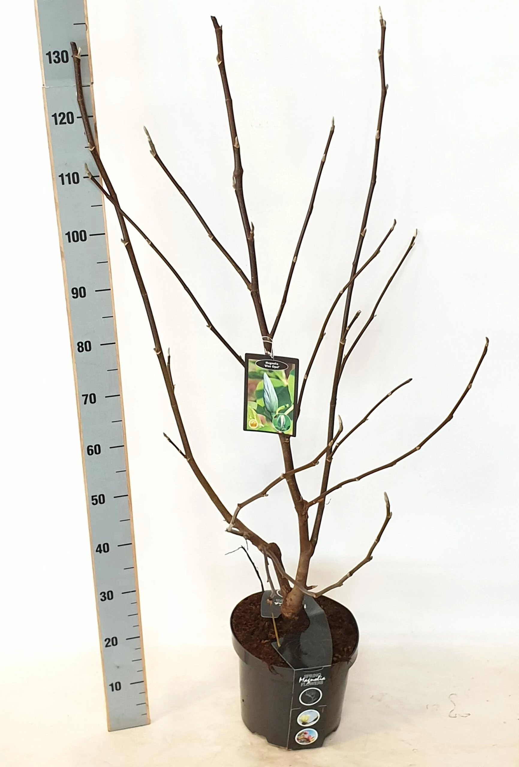 Magnolia ‘Blue Opal’ 3 Magnolia ‘Blue Opal’