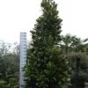 Magnolia Grandiflora ‘Gallisoniensis’ -Huisdecoratie Winkel magnolia gallissoniensis scaled 1