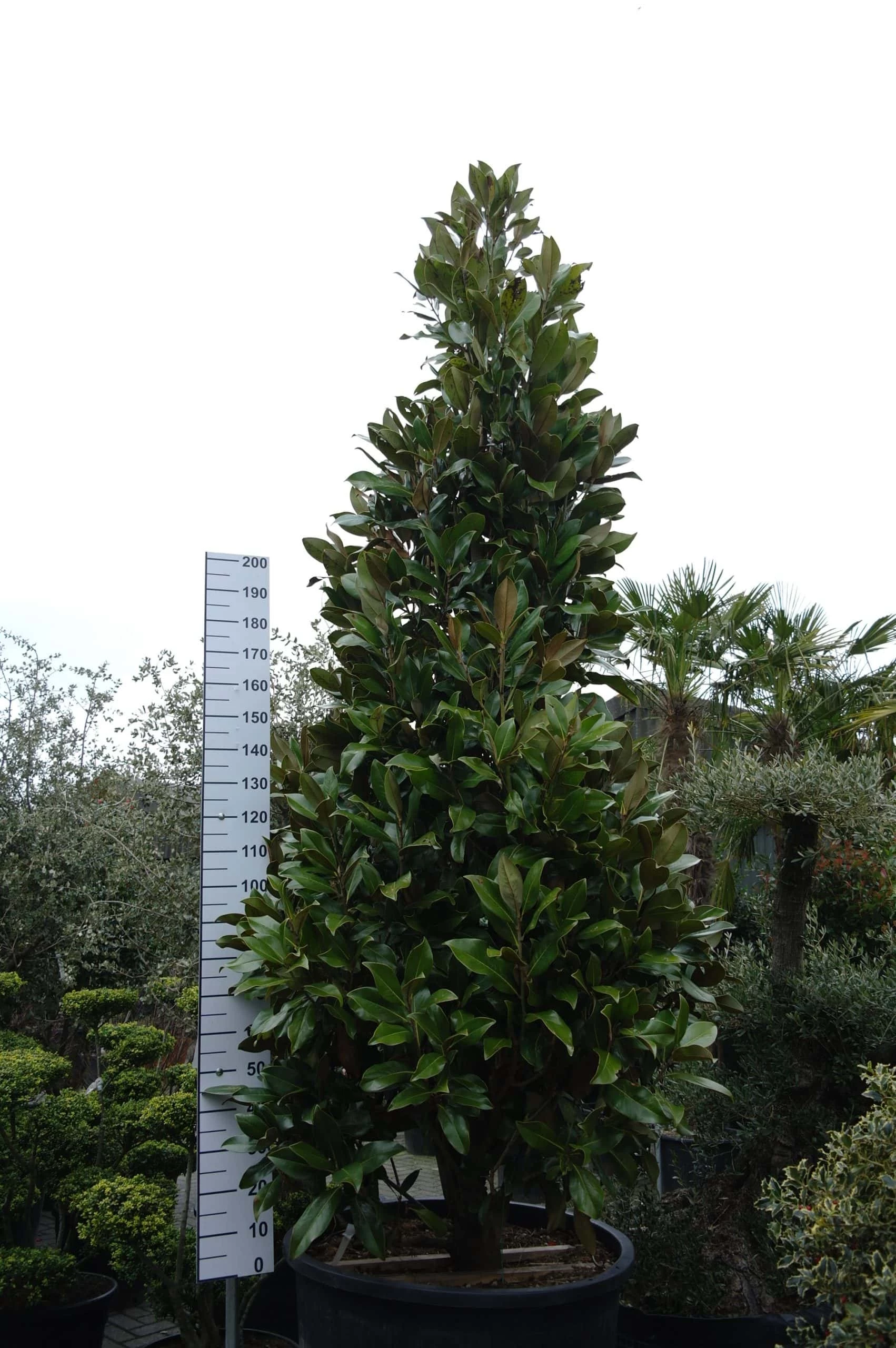 Magnolia Grandiflora ‘Gallisoniensis’ 3 Magnolia Grandiflora ‘Gallisoniensis’