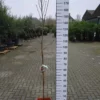Magnolia ‘Genie’ -Huisdecoratie Winkel magnolia genie 7900 scaled 1
