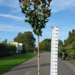 Magnolia Grandiflora ‘Francois Treyve’