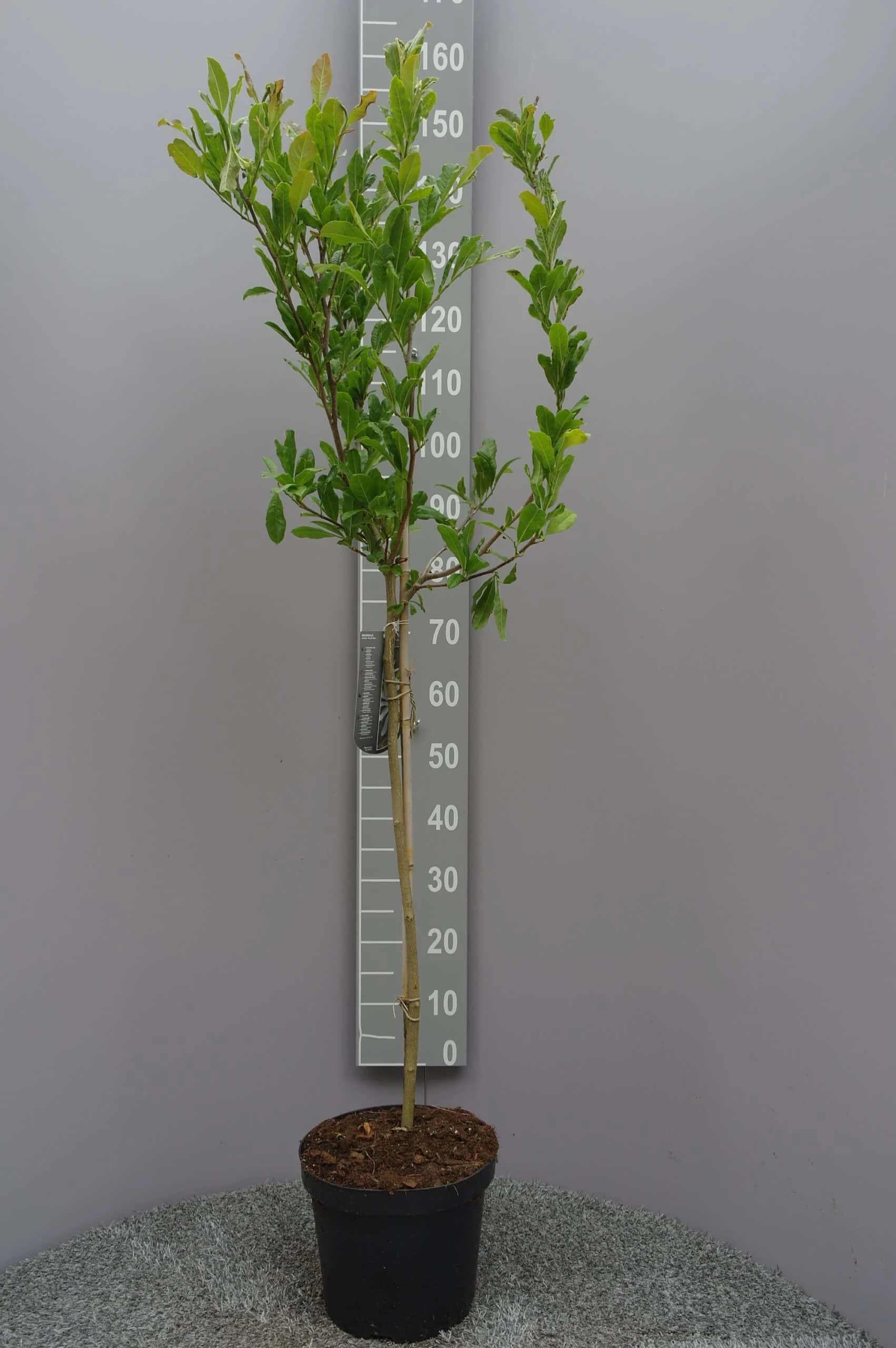 Magnolia Stellata ‘Royal Star’ 3 Magnolia Stellata ‘Royal Star’