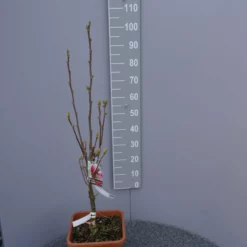 Magnolia ‘Satisfaction’