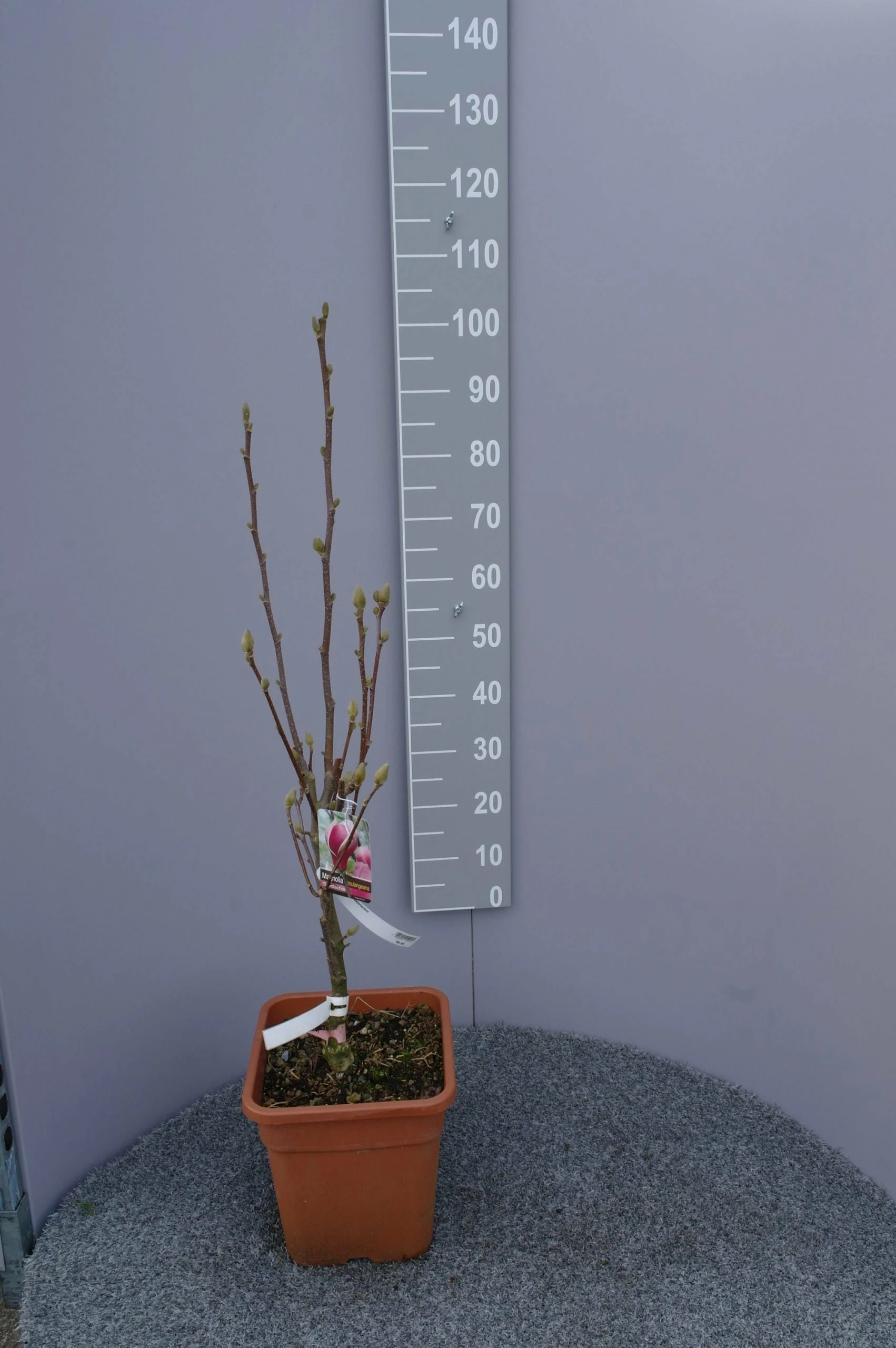 Magnolia ‘Satisfaction’ 3 Magnolia ‘Satisfaction’