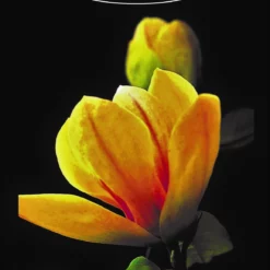 Magnolia ‘Sunsation’ -Huisdecoratie Winkel magnolia sunsation.jpg02