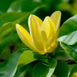 Magnolia ‘Yellow Bird’ -Huisdecoratie Winkel magnolia yellow bird bloem