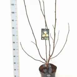 Magnolia ‘Yellow Bird’