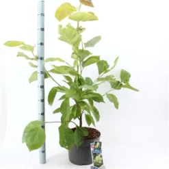 Magnolia ‘Yellow Lantern’