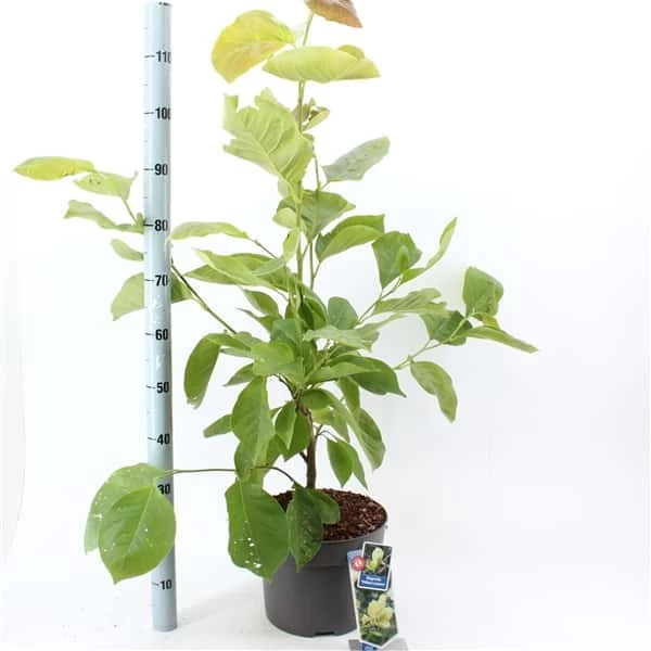 Magnolia ‘Yellow Lantern’ 3 Magnolia ‘Yellow Lantern’