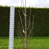 Malus Ballerina ‘Bolero’