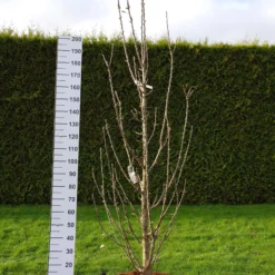 Malus Ballerina ‘Bolero’