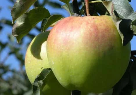 Malus ‘Bolero’ 3 Malus ‘Bolero’