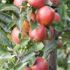 Malus ‘Braeburn’