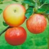 Malus ‘Discovery’