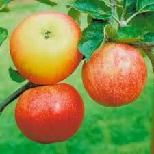 Malus ‘Discovery’