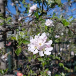 Malus Elstar 9 Malus Elstar -Huisdecoratie Winkel malus elstar 199.00 1 scaled 1