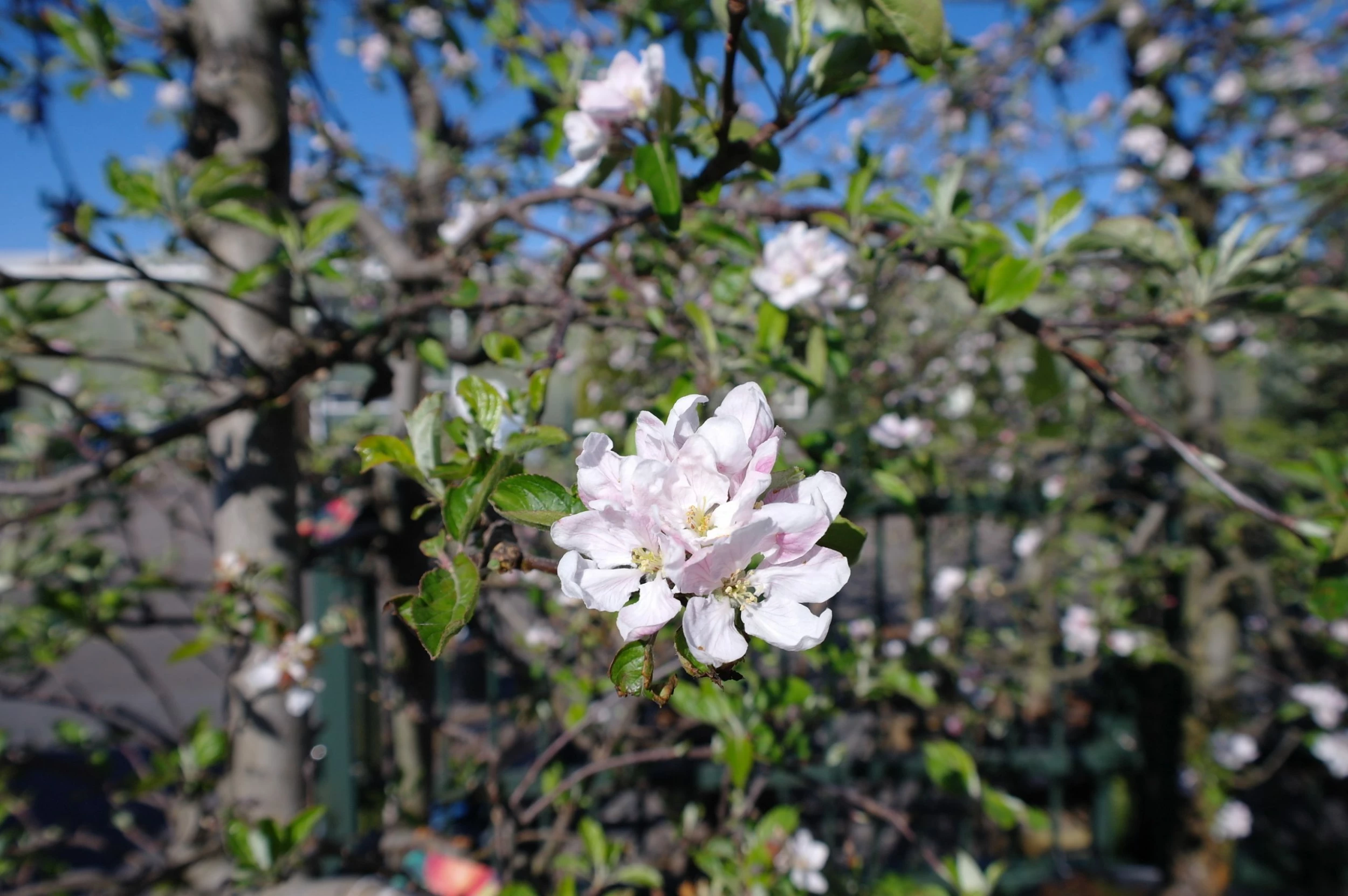 Malus Elstar 6 Malus Elstar - Afbeelding 4