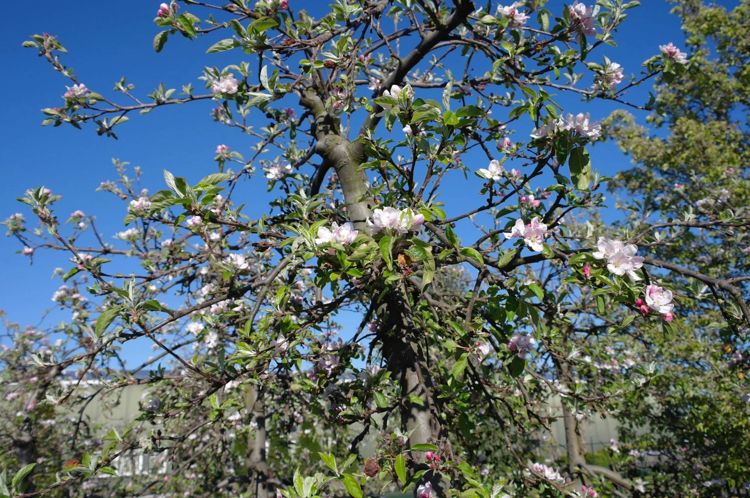 Malus Elstar 5 Malus Elstar - Afbeelding 3