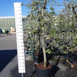 Malus Elstar Oude Boom