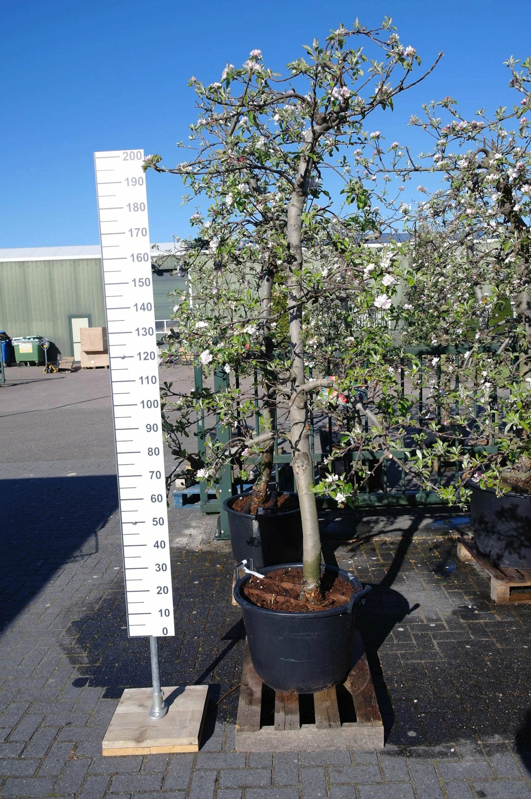 Malus Elstar Oude Boom 3 Malus Elstar Oude Boom