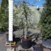 Malus Elstar -Huisdecoratie Winkel malus elstar 249.00 scaled 1