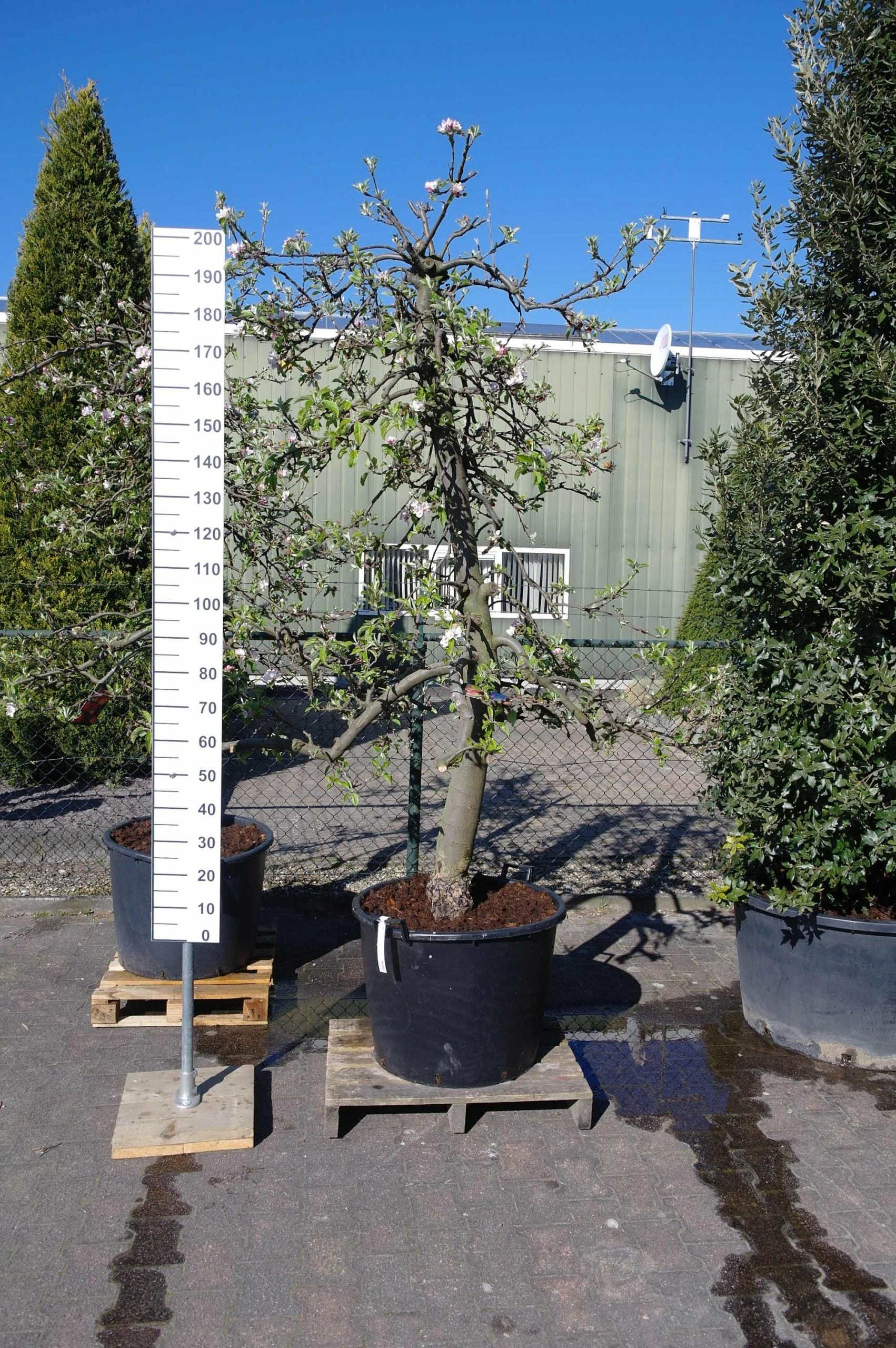 Malus Elstar 3 Malus Elstar