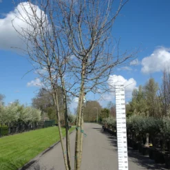 Malus Elstar/Golden Delicious Duo Appel