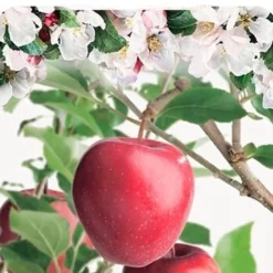 Malus Domestica ‘Gloster’