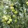 Malus Zuilappel ‘Green Sensation’ -Huisdecoratie Winkel malus green sensation