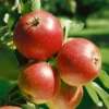Malus ‘Ingrid Marie’ -Huisdecoratie Winkel malus ingrid marie