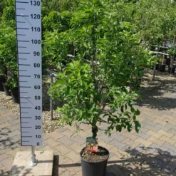 Malus Nano Dwergappel Groot -Huisdecoratie Winkel malus nana 34.99 scaled 1