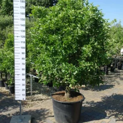 Malus Nano Dwergappel Groot -Huisdecoratie Winkel malus nano 249.00 scaled 1