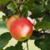 Malus ‘Sonate’ -Huisdecoratie Winkel malus sonate