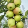 Malus Zuilappel ‘Gold Sensation’ -Huisdecoratie Winkel malys gold sensation