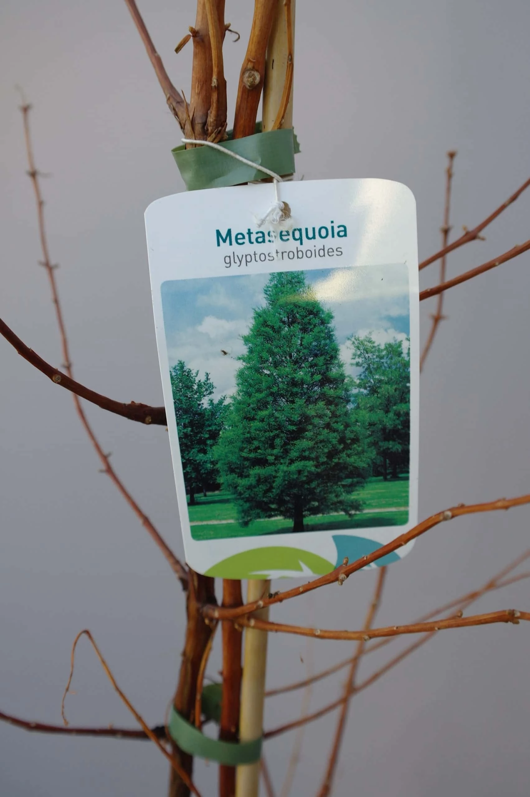 Metasequoia Glyptostroboides 4 Metasequoia Glyptostroboides - Afbeelding 2